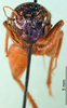 CollectionObject 1502225; 76dad2bf-6ae6-433a-a675-afd76efdc0ca: male, frontal view. (CollectionObject).