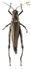 CollectionObject 1861682; 840a9030-2407-4266-9690-247eaa3354d8, Unioeste Cascavel K-0565: Female. Dorsal view. (CollectionObject).