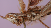 Zaprochilus australis (Brullé, 1835): female, ventro-lateral view. (Otu).