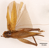 CollectionObject 1523682; 67da3785-dc28-4c80-87d3-3f7b2977fb99, ANSP1113: male, dorsal view (holotype). (CollectionObject).