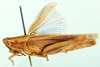 Oxycardenius tinctipennis Uvarov, 1953: lateral view. (Otu).