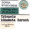 CollectionObject 1502883; 5f4a4550-399f-4551-a67b-b5d87d402314: labels (paralectotype of Tylopsis inhamata). (CollectionObject).