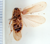 Litopeltis calverti Rehn, 1928: Photo taken by Heidi Hopkins. (Otu).