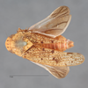 Habitus, dorsal view: !! display not done !! on Ponana (Ponana) grisea (Spångberg, 1878): (Observation).