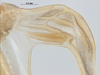 CollectionObject 1578184; 128110a9-e4bf-4185-ad0a-ffc42367703e: right stridulatory file. (CollectionObject).