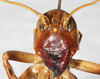 CollectionObject 1531296; c91e1f09-30d7-470c-983c-8e6929d4ea16: female, frontal view (holotype). (CollectionObject).