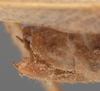 CollectionObject 1594719; 2ffdc3f2-ca5e-4a9d-9662-7a19607fab1c: male cerci (paratype). (CollectionObject).