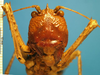 CollectionObject 1538333; cd95db4b-d747-43b6-999f-25edf1c48b7d: female, frontal view. (CollectionObject).