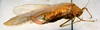 CollectionObject 1543528; 84a3bf40-ab9c-41f6-8852-fad03c794285: female, lateral view (syntype). (CollectionObject).