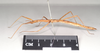 CollectionObject 1556952; NHMUK(SF IMPORT DUPLICATE) 844974-844975, a895fb1e-3f78-4fd2-b3a3-929a25a06fb2: copyright Natural History Museum, London. female, lateral view of Anophelepis rhipheus (syntype). (CollectionObject).