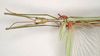 CollectionObject 1562807; 2a2b96e9-4775-4839-9b52-e96e0890c407: copyright ANIC. male: head & thorax, dorsal view (holotype). (CollectionObject).