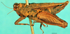 CollectionObject 1505095; c142c93e-02e3-4f9f-9844-6c11d650d23c, DORSA D097XF01: female, lateral view. (CollectionObject).