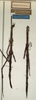 CollectionObject 1559817; NMW 377, 7586d624-7dce-4be4-8775-2f4387286cd3: copyright NMW, Vienna. female (syntypes). (CollectionObject).
