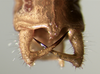 CollectionObject 1952124; d8838097-6b3b-4378-9b8d-77d32e441a81, MLP-OR-3120: male abdomen tip, dorsal view (paratype). (CollectionObject).