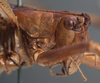 CollectionObject 1505899; 9b462d8a-16c5-4cbe-a13d-187e79986ce8: male head and pronotum, lateral view (syntype). (CollectionObject).;CollectionObject 1505900; d3fde0a7-2860-4258-89ba-ecf9d5b96b7f: male head and pronotum, lateral view (syntype). (CollectionObject).