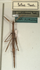 CollectionObject 1563672; NMW 843, 45f6bc90-b4c7-4d1c-830f-dc1f9205d549: copyright NMW, Vienna. female of synonym Ectus solitarius (holotype). (CollectionObject).