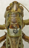 CollectionObject 1536006; 881b211b-9d59-455e-b2c5-15bf8b78cd47: female pronotum, dorsal view (syntype). (CollectionObject).