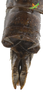 CollectionObject 1849150; 71180bc4-2444-46c4-a207-6655f1e6366f, Unioeste Cascavel K-0222: Female. End of abdomen, dorsal view. (CollectionObject).