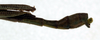 CollectionObject 1557813; NMW 109, 2e2ecb74-81a2-4b8d-968e-3c5fa6da1576: copyright NMW. male: end of abdomen, lateral view (lectotype). (CollectionObject).