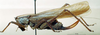 CollectionObject 1505467; b4ef4b31-276b-4803-99a4-d22537ac7232: female, lateral view. (CollectionObject).