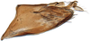Pygofer, lateral view: Scaphytopius acutus, pygofer, laterally (INHS). (Observation).