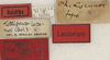 CollectionObject 1535194; 8f577c3e-278b-4bef-96a1-910652fc6339: labels (lectotype of Tettigonia lozanoi). (CollectionObject).