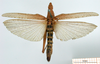 CollectionObject 1530787; 776a6c70-af7f-43d4-944b-b703e297d805: female, dorsal view (paralectotype, possibly belonging to Pyrgomorpha conica tereticornis). (CollectionObject).