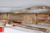 CollectionObject 1574012; 1d7906f7-cbcb-4906-8954-9eca935a67bf: copyright ZMHB, Berlin. female: mid body, lateral view of synonym Nesiophasma eremothocus (holotype). (CollectionObject).