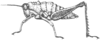 Rhachicreagra nothra Rehn, 1905: Fig. 37 (after syntype). female habitus (body length 24.5, pronotum 5.6, hind femur 16.3 mm). (Otu).