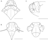 Head: (Observation).