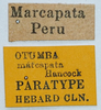 CollectionObject 1585089; 84f18c25-7abf-4104-8dc1-f1f2596eccac: labels (paralectotype). (CollectionObject).