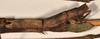 CollectionObject 1561153; 6314116c-6349-4051-86e9-6c5ee520c1d8: copyright OUMNH. female: end of abdomen, lateral view of synonym Phibalosoma maximum (holotype). (CollectionObject).