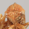 Head: !! display not done !! on Cyrtolobus arizonae Ball, 1932: (Observation).