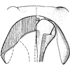 Ovipositor: !! display not done !! on Paraphlepsius (Gamarex) operculatus (Ball, 1927): Ovipositor. (Observation).