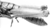 CollectionObject 1526824; 31472076-547c-427c-95ef-5b9bac53a247: male abdomen end, lateral view. (CollectionObject).