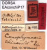 CollectionObject 1537636; 0656b67a-5721-40b4-a9e7-9bc9bc0263fb, DORSA EAconchiP17: labels (paralectotype). (CollectionObject).