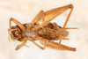 CollectionObject 1523704; 6421faa9-6fd3-46c3-a081-aed7a65a9355, ANSPType no. 5433: male, ventral view (holotype). (CollectionObject).