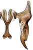 Connective: Neoaliturus carbonarius, connective and stylus, ventrally (INHS). (Observation).