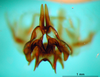 CollectionObject 1567281; cfb67743-a479-4615-96bb-f1c250a59d37: phallic complex, apical view. (CollectionObject).