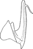 Aedeagus, lateral view on Arboridia (Arborifera) Sohi & Sandhu, 1971: Aedeagus (A. viniferata Sohi & Sandhu), lateral view. (Observation).
