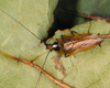 Ectobius (Ectobius) lapponicus lapponicus (Linnaeus, 1758): Copyright G. W. Beccaloni. Ectobius lapponicus. Adult male. Photographed on Ranmore Common, Surrey, UK. (Otu).