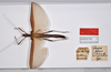 CollectionObject 1561435; 48ec0267-0823-48af-a170-1e8636a8aab7: copyright MNHU, Berlin. female, dorsal view of Pseudophasma fulvum (holotype). (CollectionObject).