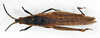 CollectionObject 1535563; db1c45bb-d77b-47b6-8589-c21cd7d5f6de: female, dorsal view (lectotype). (CollectionObject).