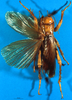 CollectionObject 1513075; 21ddcca8-0083-4c85-bebe-f9df9a064dd8, NHMUK012496761: female, dorsal view (holotype). (CollectionObject).