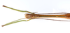 CollectionObject 1557316; ef8f46dd-15ca-4ae9-809c-7fa67f2aa06a: copyright ZMUH, Hamburg. male: head & thorax, dorsal view (holotype). (CollectionObject).