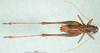 CollectionObject 1500486; df6cf2e8-72ba-4d8e-afbe-0b4ab0c4027d: male, dorsal view (syntype). (CollectionObject).