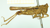 CollectionObject 1532573; 0881e2ee-71ea-4bd7-be48-ba9a1462a294: female, lateral view (holotype). (CollectionObject).