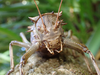 FieldOccurrence 435; e0085382-fccb-4a14-a299-ab4e3f9e4055; Tanzania
Rauforest near Moshi Kilimanjaro, 2021/11/??: male, face. (FieldOccurrence).