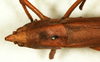 female, dorsal view (syntype). Depicts CollectionObject 1592174; 8a2df778-ac7a-455a-8257-d387c989a5cd, a CollectionObject.