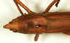 CollectionObject 1592174; 8a2df778-ac7a-455a-8257-d387c989a5cd: female, dorsal view (syntype). (CollectionObject).